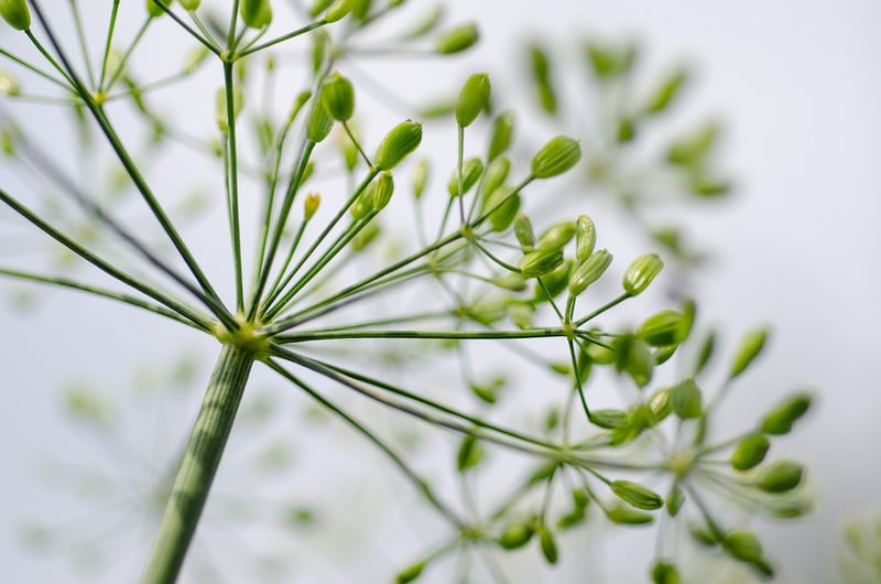 Herbs