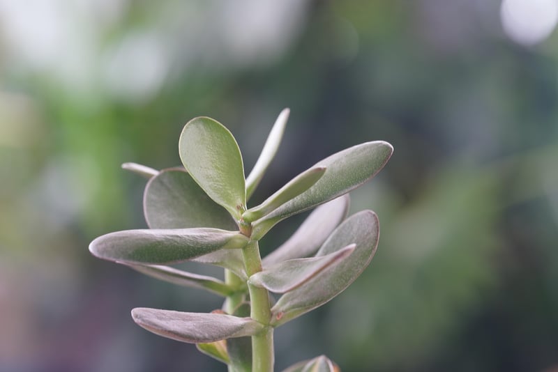Jade Plant