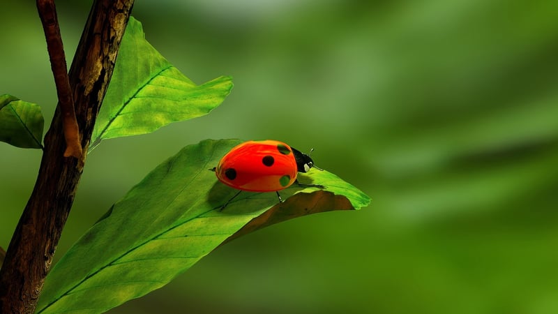 Ladybug in the garden